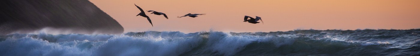Four pelicans flying over ocean waves at sunset