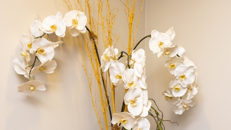 Close up of white flowers in vase