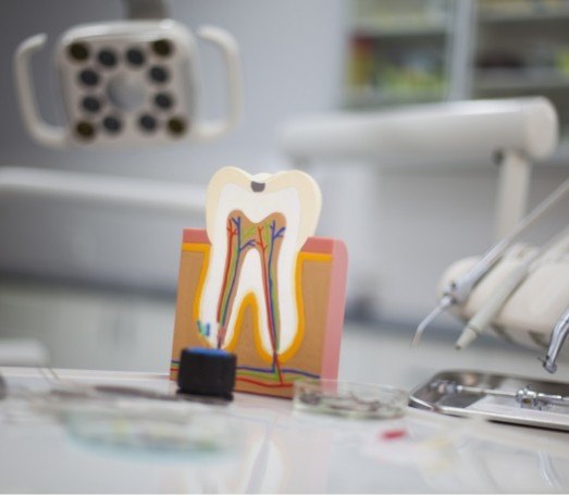 Model of the tooth showing the layers inside of it